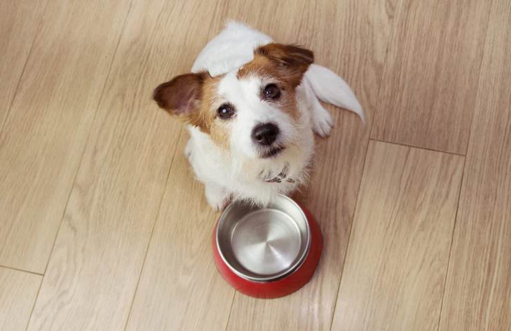 Un cane davanti alla sua scodella del cibo