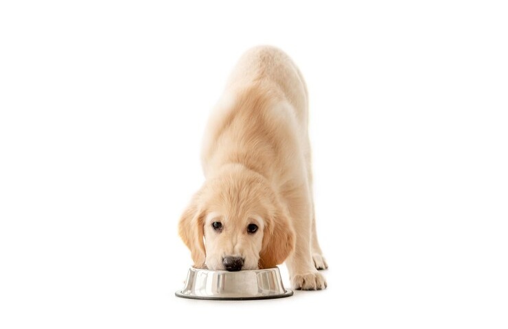 Un cane davanti alla sua scodella del cibo