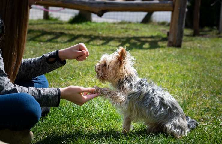 conseguenze sui cani urla e rimproveri