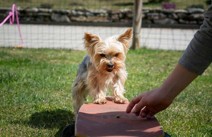 malattie dei cani se rimproverati troppo