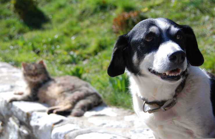 Un cane in primo piano ed un gatto sullo sfondo