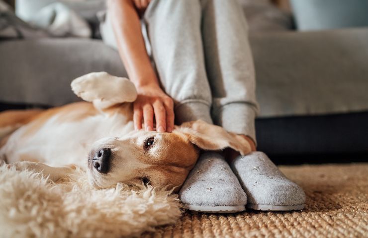 comportamenti che fanno capire l'amore del cane verso il padrone