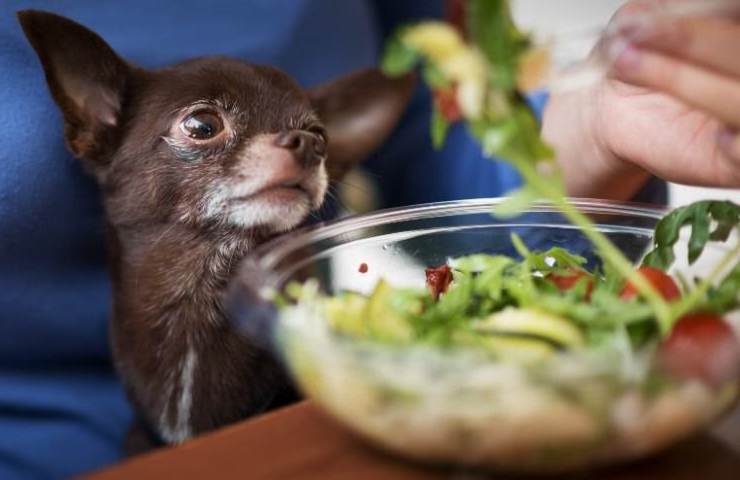 Un cane osserva una scodella di rucola