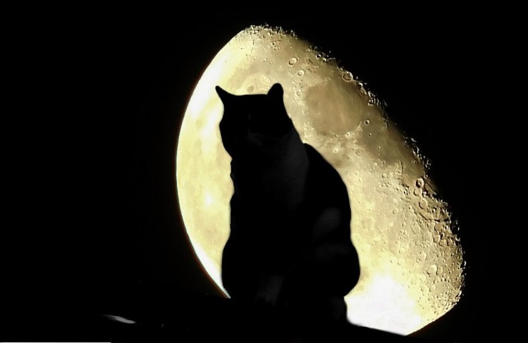 Un felino in penombra con la Luna sullo sfondo