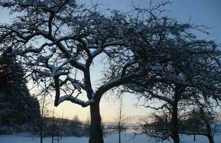 Un frutteto in inverno