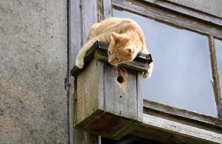 Un gatto all'esterno di una casa