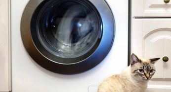 Come eliminare peli di cane e gatto dalla lavatrice