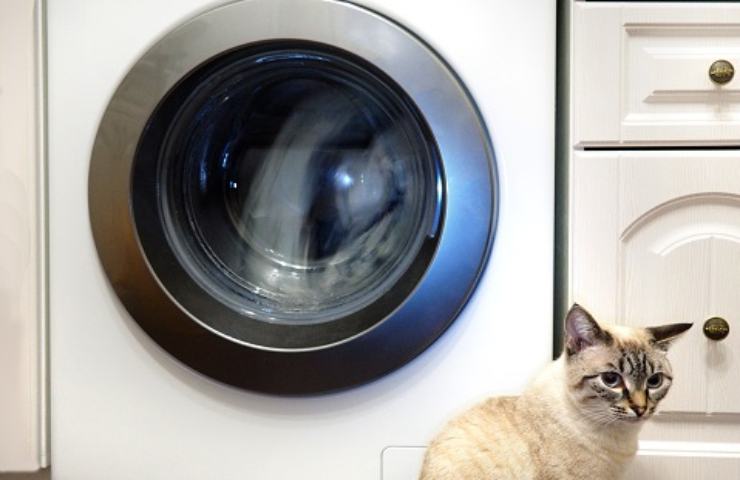 Un gatto davanti ad una lavatrice in funzione