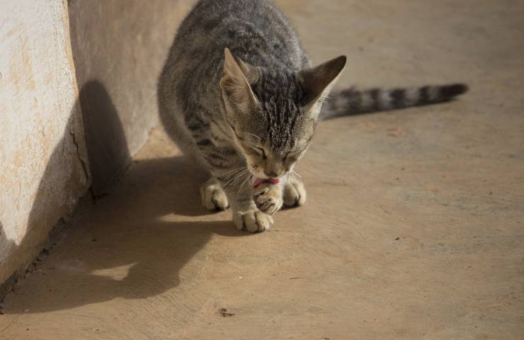 Un gatto durante la sua routine quotidiana