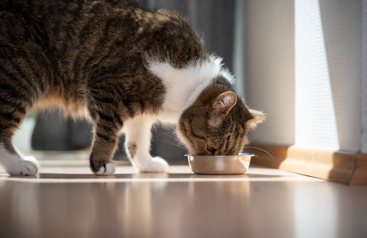 Un gatto mangia nella sua scodella