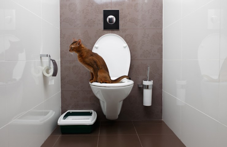 Un gatto mentre fa i suoi bisogni nel wc