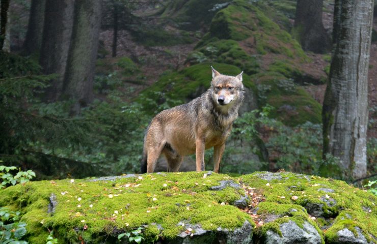 Un lupo in un bosco