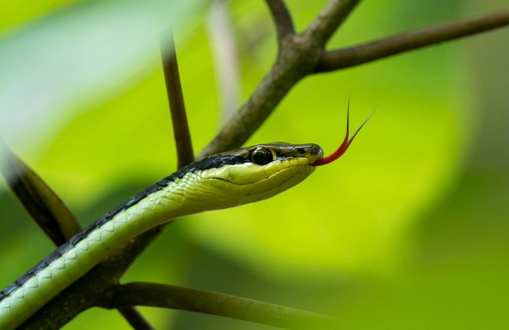 Un serpente in dettaglio