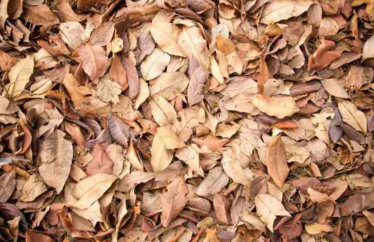 Un suolo ricoperto di foglie secche