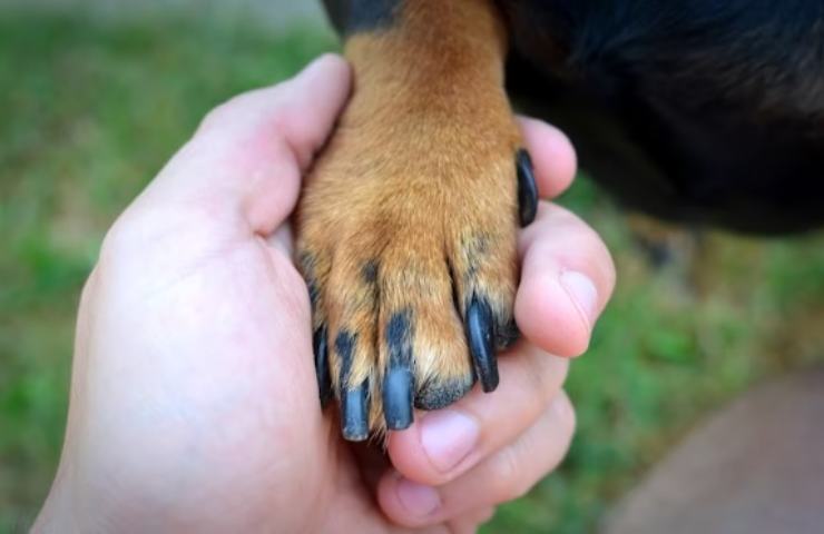 Un uomo tiene la zampa del suo cane