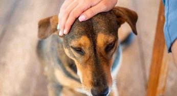 Cosa significa se le feci del cane sono gialle