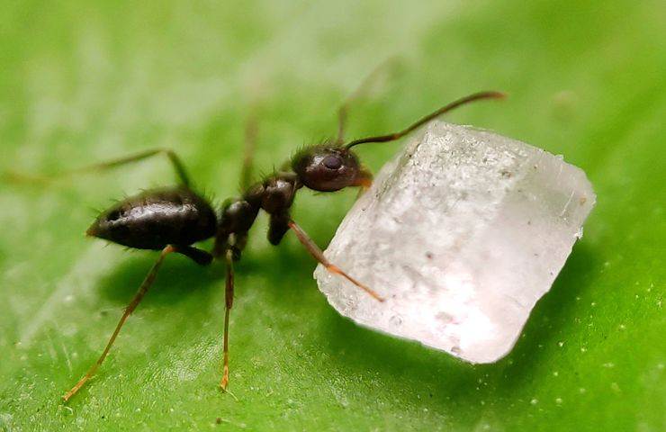 Una formica vista da vicino