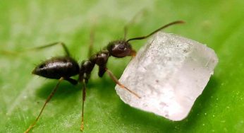 Formiche, il metodo infallibile dei tappi: andranno via in pochi minuti