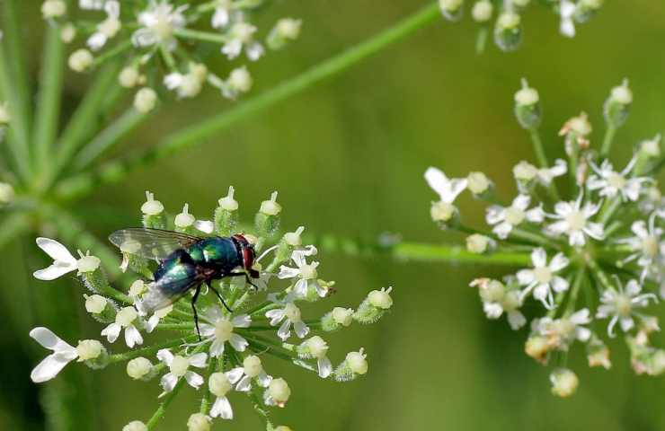 Una mosca su una pianta