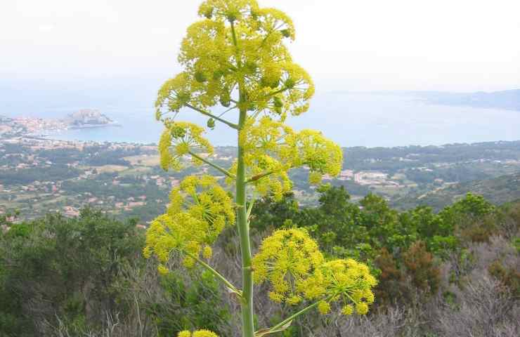 Una pianta di Ferula communis