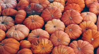 Sbagli ogni volta che tagli la zucca, sai perché?