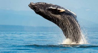 Nuove scoperte sulla balena artica: vive 200 anni senza cancro