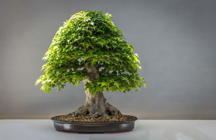 quali lavori eseguire a ottobre sul bonsai