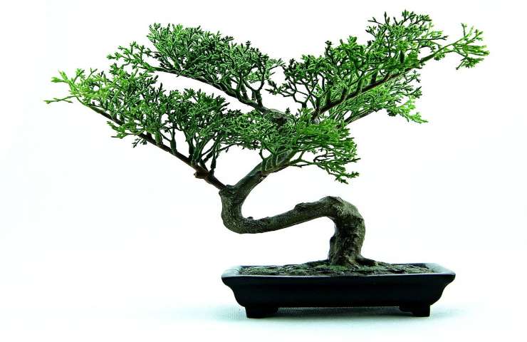 quando innaffiare il bonsai, la tecnica giusta