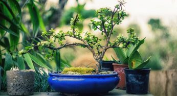 Bonsai: con questa tecnica si capisce quando va innaffiato