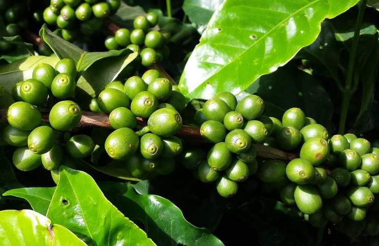 come coltivare la pianta del caffè