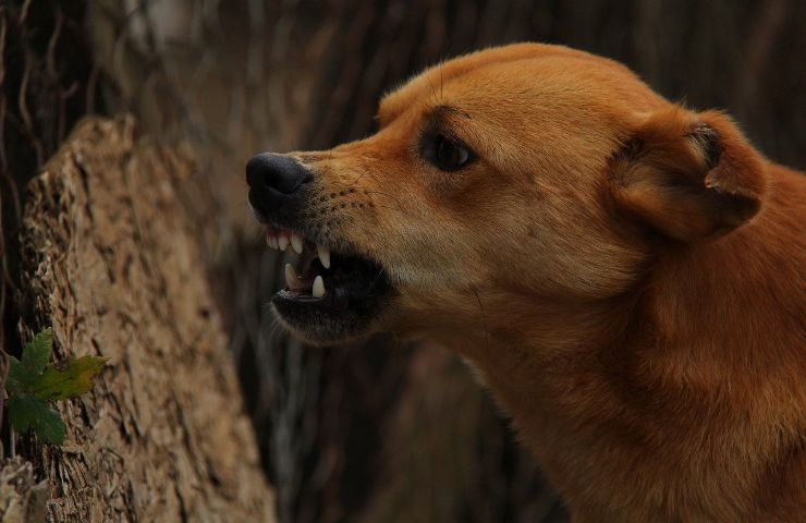 conseguenze cane senza guinzaglio