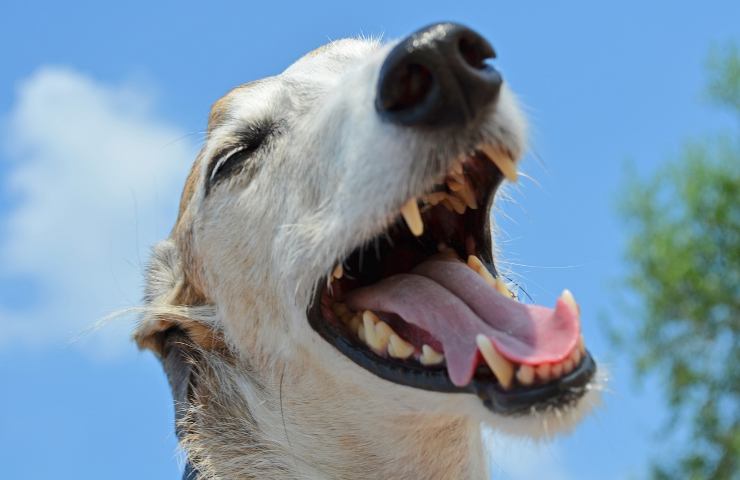 cosa succede se non lavi i denti a cane