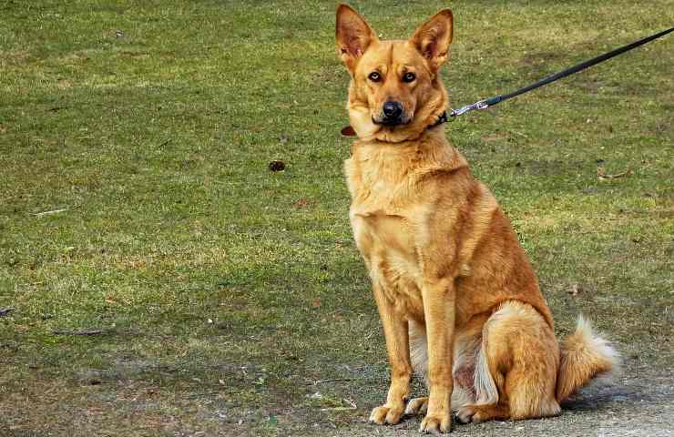 a chi serve il patentino per cani