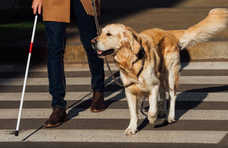 cane guida comportamenti da evitare