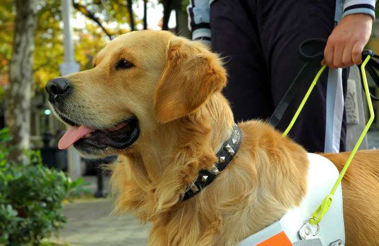 cane guida comportamenti da evitare