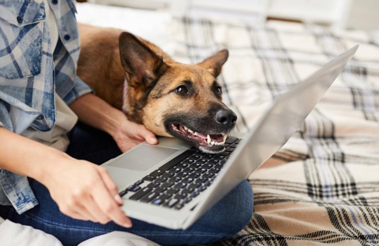 animali venduti online nuove strette