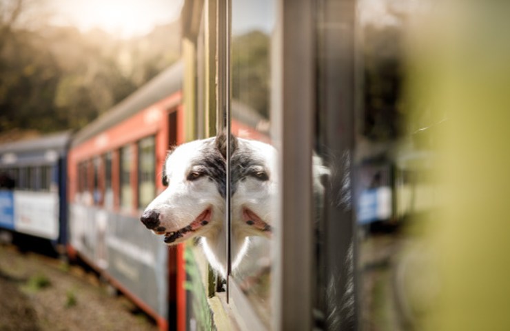 cane iniziativa italo treno trasporti gratuiti