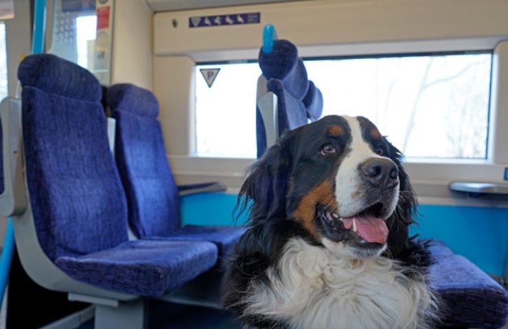 cane iniziativa italo treno trasporti gratuiti