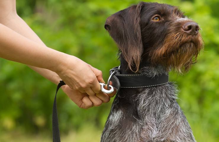 cani riconoscono odore stress