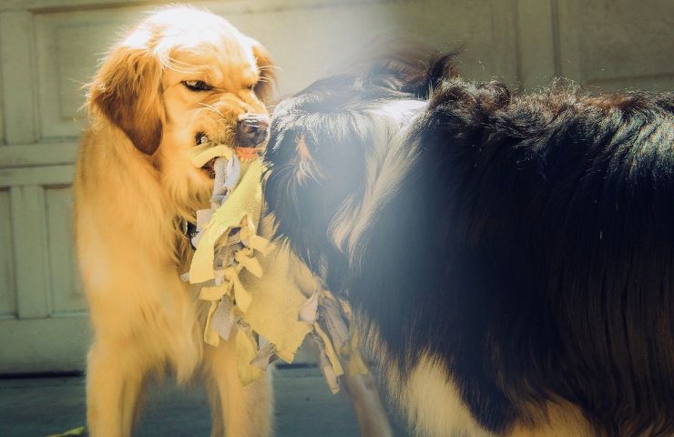 litigio tra cani chi paga