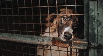 “Stop ai canili lager”: Cave Canem lancia campagna per salvaguardare i randagi