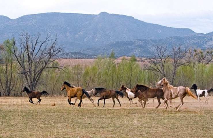 cavalli aveto prigionia