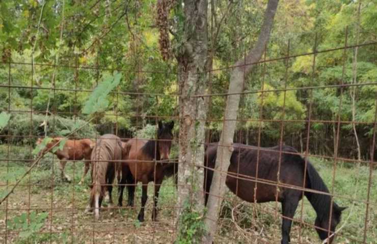 cavalli aveto prigionia