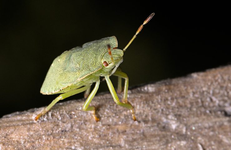 Come eliminare la cimice da casa