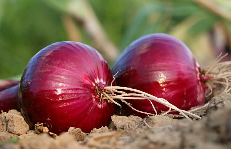 ortaggi da bulbo, ognuno ha una ricetta