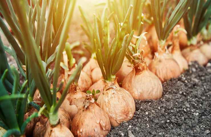 cipolle, potere nutriente fin dall'antichità