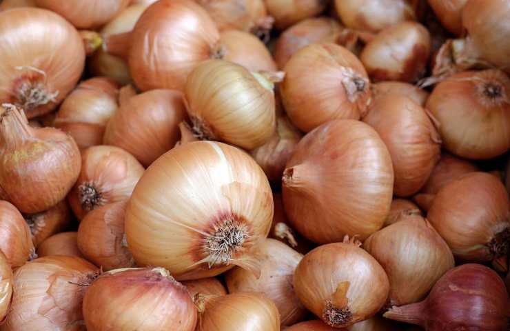 come preparare il vaso per gli ortaggi da bulbo