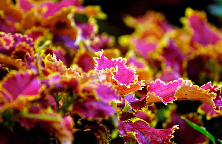 pianta coleus autunno