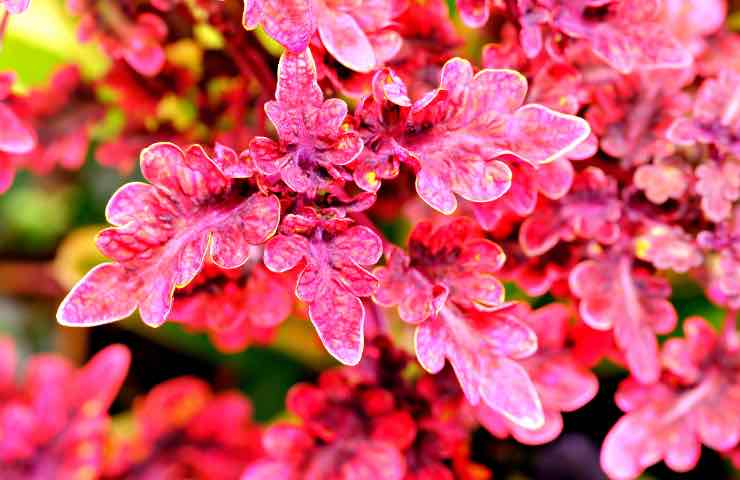 pianta coleus autunno