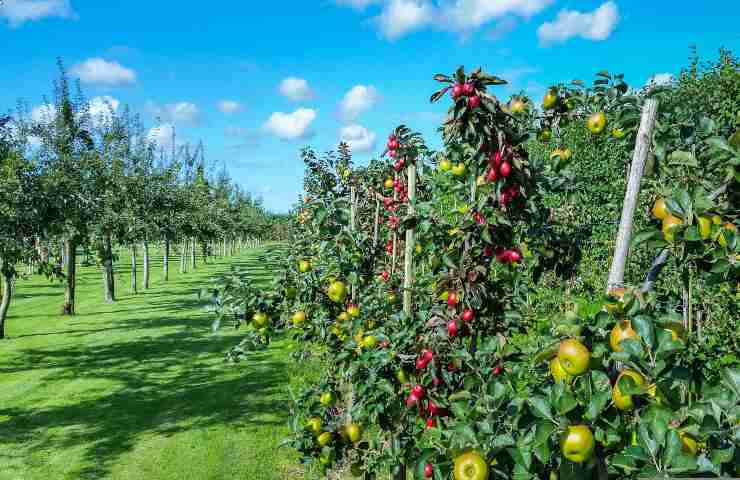 come curare un frutteto dalle malattie più comuni